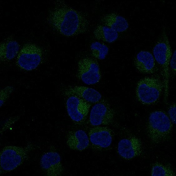 Immunofluorescent analysis of HT-1080 cells, using NF-κB p65 Antibody .