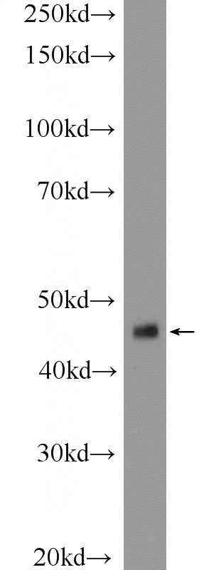 mouse liver tissue were subjected to SDS PAGE followed by western blot with Catalog No:111790(ING1 Antibody) at dilution of 1:600