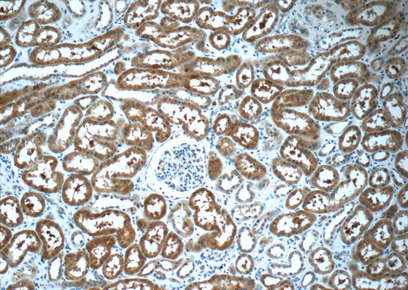 Immunohistochemistry of paraffin-embedded human kidney slide using Catalog No:111609(IDNK Antibody) at dilution of 1:50 (under 10x lens)