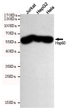 Western blot detection of Hsp60 in Jurkat,HepG2 and Hela cell lysates using Hsp60 mouse mAb (dilution 1:500).Predicted band size:61KDa.Observed band size:61KDa.