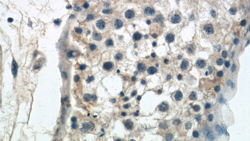 Immunohistochemistry of paraffin-embedded human testis tissue slide using Catalog No:109815(CYTSA Antibody) at dilution of 1:50 (under 40x lens)