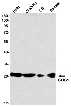 Western blot detection of CLIC1 in Hela,CHO-K1,C6,Ramos using CLIC1 Rabbit mAb(1:1000 diluted)