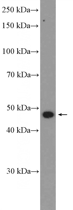 RAW 264.7 cells were subjected to SDS PAGE followed by western blot with Catalog No:117243(BRP16 Antibody) at dilution of 1:300
