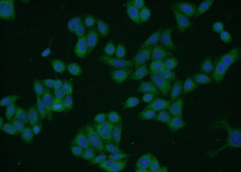 Immunofluorescent analysis of HeLa cells using Catalog No:116622(uPA Antibody) at dilution of 1:50 and Alexa Fluor 488-congugated AffiniPure Goat Anti-Rabbit IgG(H+L)