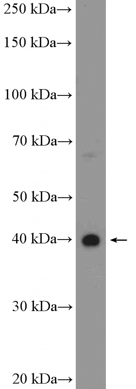 MDA-MB-453s cells were subjected to SDS PAGE followed by western blot with Catalog No:111310(HEYL Antibody) at dilution of 1:600