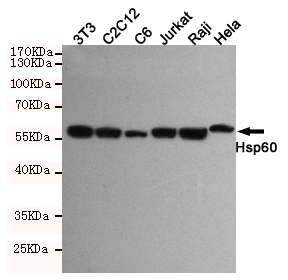 Western blot detection of Hsp60 in Hela,Raji,Jurkat,C6,C2C12 and 3T3 cell lysates using Hsp60 mouse mAb (1:1000 diluted).Predicted band size:60KDa.Observed band size:60KDa.