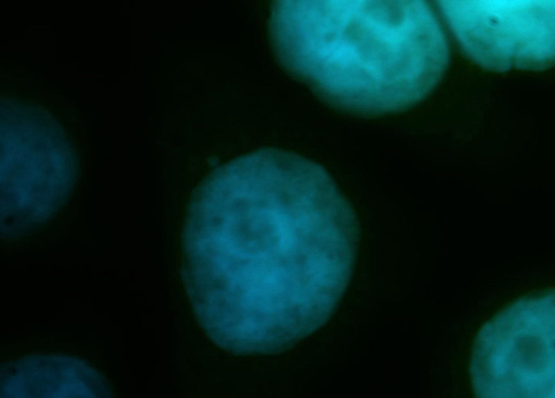 Immunofluorescent analysis of Hela cells, using CDC16 antibody Catalog No:109093 at 1:50 dilution and FITC-labeled donkey anti-rabbit IgG (green). Blue pseudocolor = DAPI (fluorescent DNA dye).