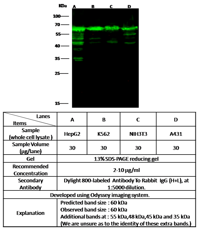 HSPD1 / HSP60 Antibody, Rabbit PAb, Antigen Affinity Purified, Western blot
