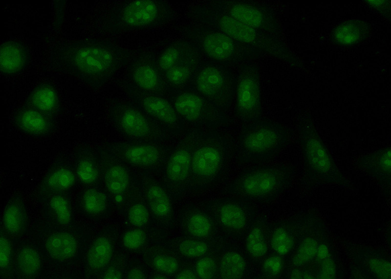 Immunofluorescent analysis of (10% Formaldehyde) fixed HeLa cells using Catalog No:113219(NPM3 Antibody) at dilution of 1:50 and Alexa Fluor 488-congugated AffiniPure Goat Anti-Rabbit IgG(H+L)