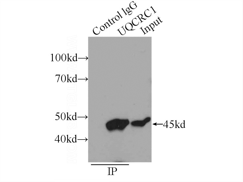 IP Result of anti-UQCRC1 (IP:Catalog No:116635, 4ug; Detection:Catalog No:116635 1:500) with HeLa cells lysate 1600ug.