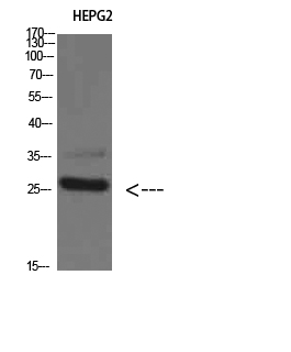 Fig1:; Western Blot analysis of HEPG2 cells using Tryptase-3 Polyclonal Antibody diluted at 1:800. Secondary antibody（catalog#: HA1001) was diluted at 1:20000