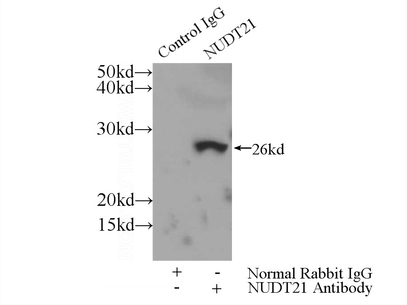 IP Result of anti-NUDT21 (IP:Catalog No:113360, 3ug; Detection:Catalog No:113360 1:500) with HeLa cells lysate 3000ug.