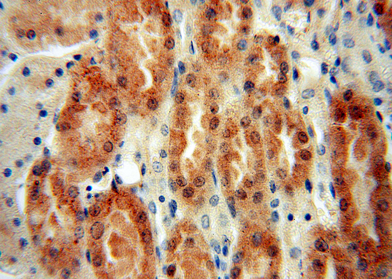 Immunohistochemical of paraffin-embedded human kidney using Catalog No:112912(MYBBP1A antibody) at dilution of 1:100 (under 40x lens)