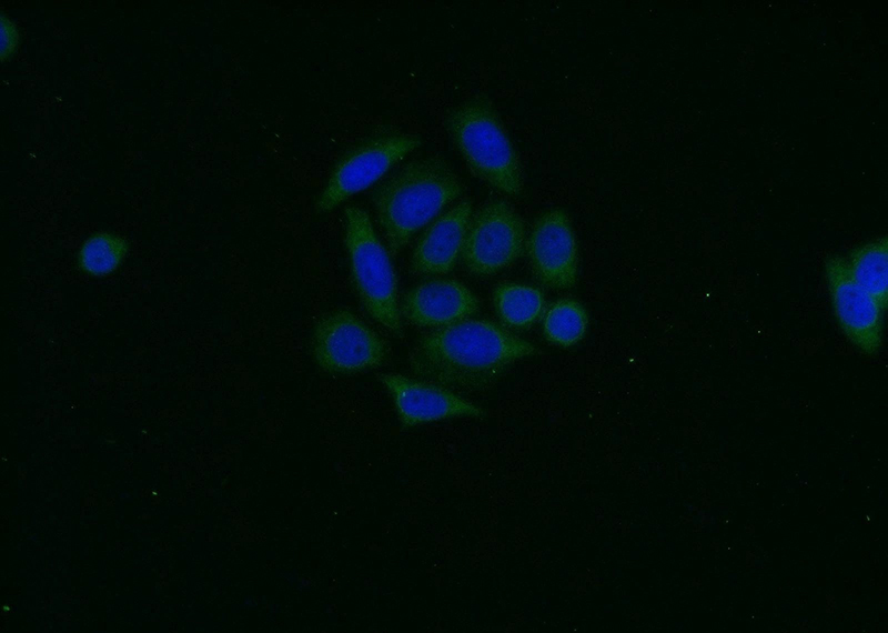 Immunofluorescent analysis of HeLa cells using Catalog No:113497(PAK1 Antibody) at dilution of 1:25 and Alexa Fluor 488-congugated AffiniPure Goat Anti-Rabbit IgG(H+L)