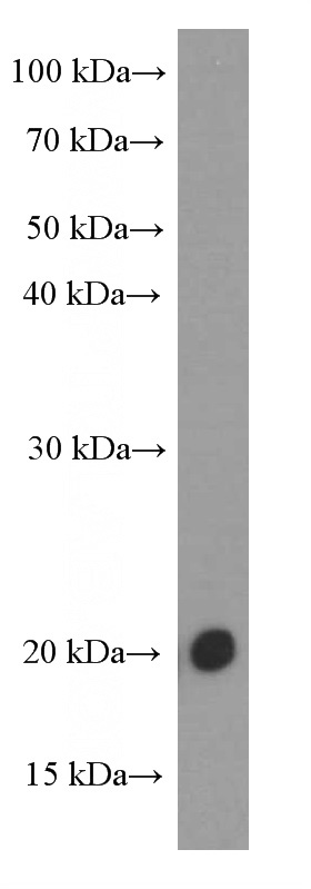 HT-1080 cells were subjected to SDS PAGE followed by western blot with Catalog No:107208(FGF18 Antibody) at dilution of 1:1000