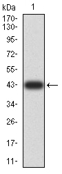Fig1: Western blot analysis of XRN2 on human XRN2 recombinant protein using anti-XRN2 antibody at 1/1,000 dilution.