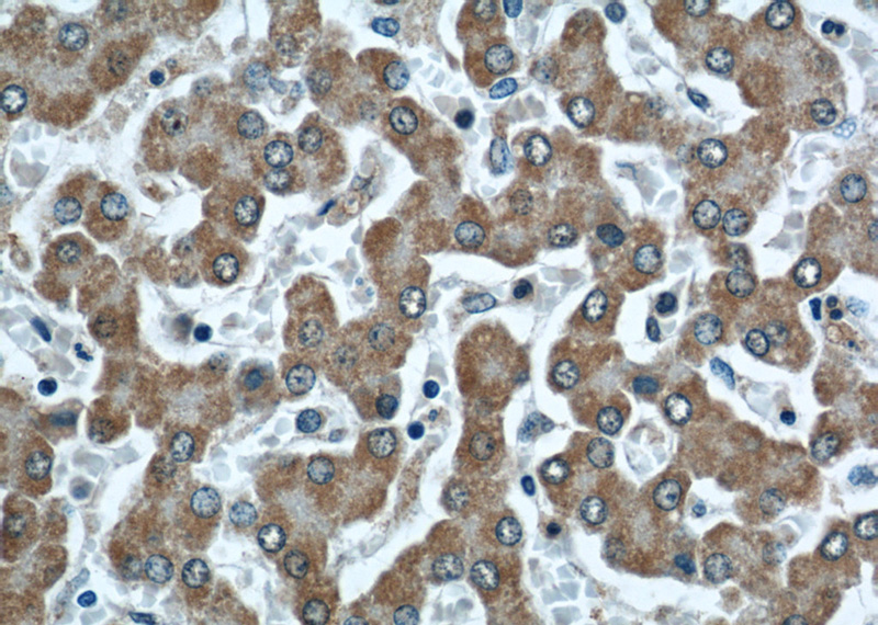 Immunohistochemical of paraffin-embedded human liver using Catalog No:116709(VAMP7 antibody) at dilution of 1:50 (under 40x lens)