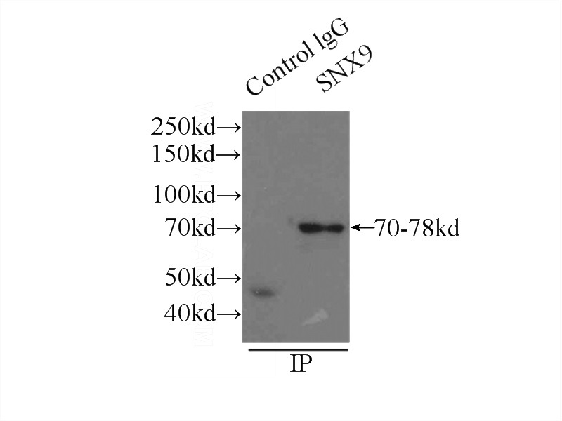 IP Result of anti-SNX9 (IP:Catalog No:115486, 3ug; Detection:Catalog No:115486 1:1000) with mouse heart tissue lysate 9500ug.
