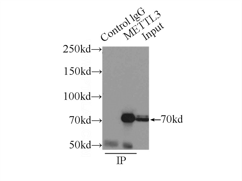 IP Result of anti-METTL3 (IP:Catalog No:112518, 4ug; Detection:Catalog No:112518 1:1000) with HEK-293 cells lysate 4500ug.