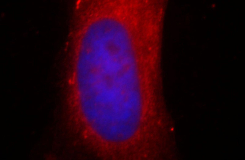 Immunofluorescent analysis of Hela cells, using AKR1CL2 antibody Catalog No:107943 at 1:25 dilution and Rhodamine-labeled goat anti-rabbit IgG (red). Blue pseudocolor = DAPI (fluorescent DNA dye).