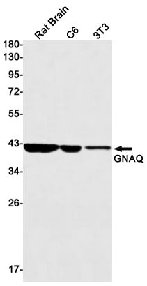 Western blot detection of GNAQ in Rat Brain,C6,3T3 cell lysates using GNAQ Rabbit mAb(1:1000 diluted).Predicted band size:42kDa.Observed band size:42kDa.