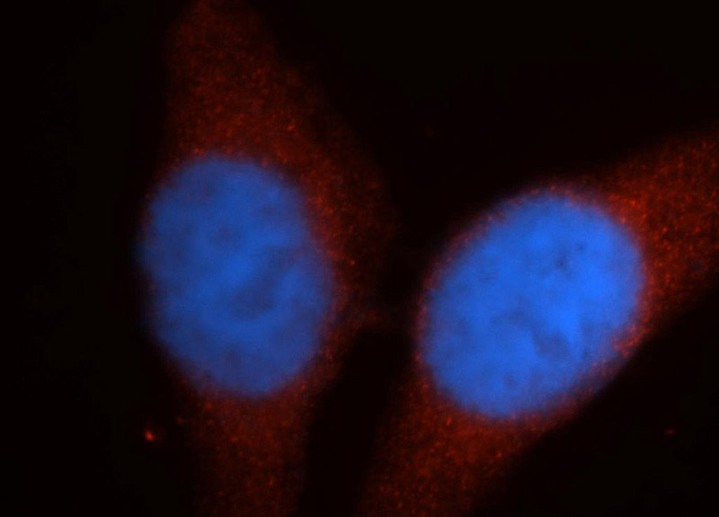 Immunofluorescent analysis of HepG2 cells, using REN antibody Catalog No:114689 at 1:50 dilution and Rhodamine-labeled goat anti-rabbit IgG (red). Blue pseudocolor = DAPI (fluorescent DNA dye).