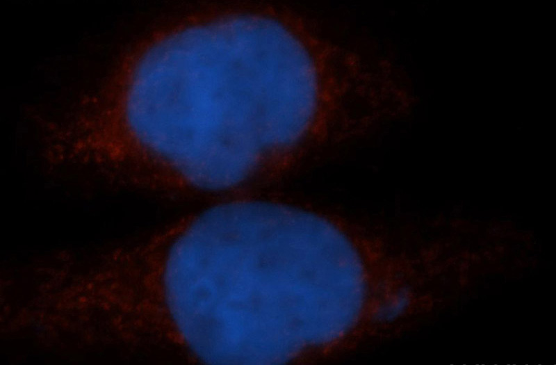 Immunofluorescent analysis of Hela cells, using TFEB antibody Catalog No:116009 at 1:50 dilution and Rhodamine-labeled goat anti-rabbit IgG (red). Blue pseudocolor = DAPI (fluorescent DNA dye).