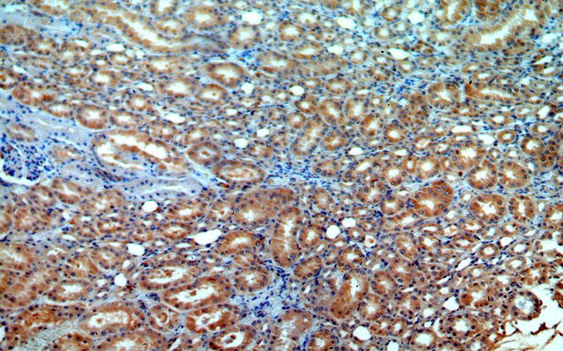Immunohistochemical of paraffin-embedded human kidney using Catalog No:108316(ATP6V1G3 antibody) at dilution of 1:100 (under 10x lens)