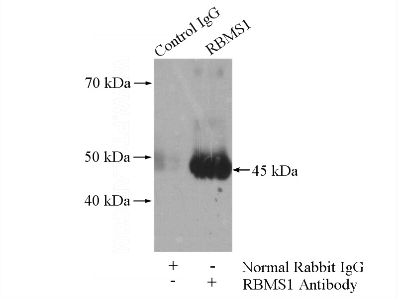 IP Result of anti-RBMS1 (IP:Catalog No:114555, 4ug; Detection:Catalog No:114555 1:500) with HeLa cells lysate 1200ug.