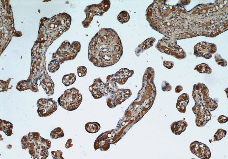 Immunohistochemical of paraffin-embedded human placenta using Catalog No:111288(HBE1 antibody) at dilution of 1:50 (under 10x lens)