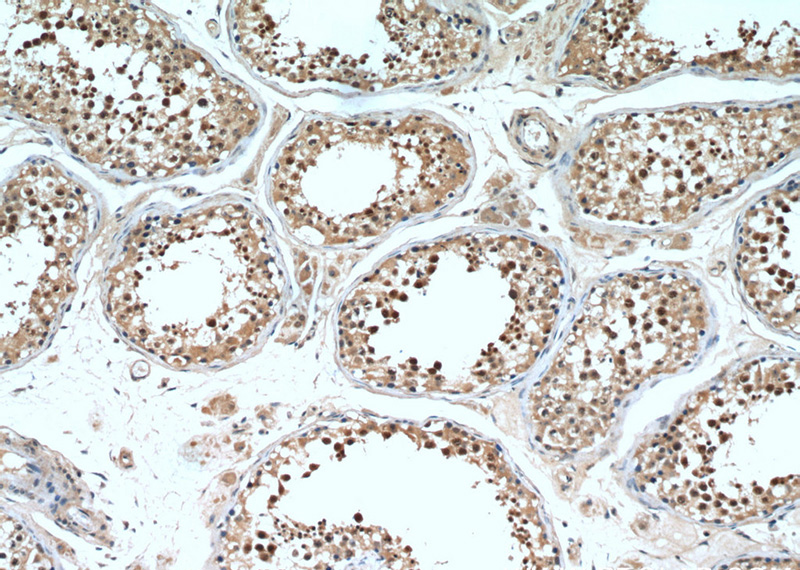 Immunohistochemical of paraffin-embedded human testis using Catalog No:109828(DDX39 antibody) at dilution of 1:50 (under 10x lens)