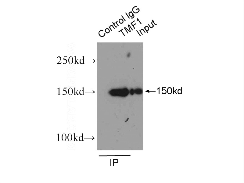 IP Result of anti-TMF1-Specific (IP:Catalog No:116203, 4ug; Detection:Catalog No:116203 1:300) with HepG2 cells lysate 3600ug.