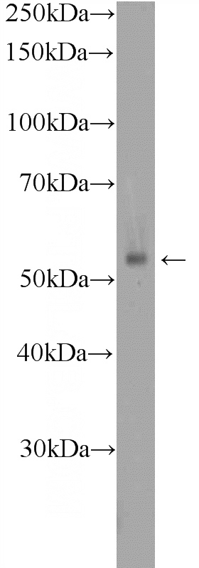 mouse spleen tissue were subjected to SDS PAGE followed by western blot with Catalog No:111110(GPR132 Antibody) at dilution of 1:300
