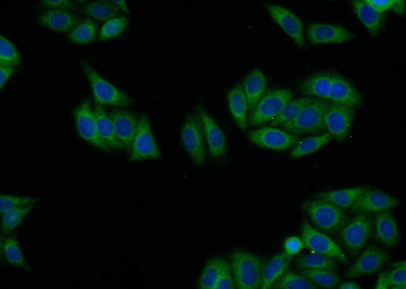 Immunofluorescent analysis of HepG2 cells using Catalog No:115075(SEC13 Antibody) at dilution of 1:25 and Alexa Fluor 488-congugated AffiniPure Goat Anti-Rabbit IgG(H+L)