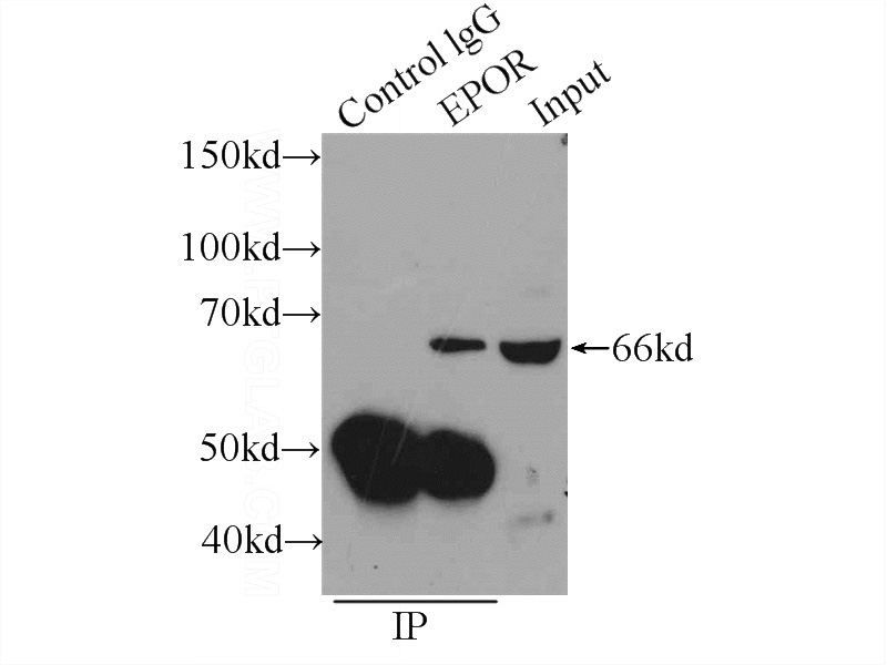 IP Result of anti-EPOR (IP:Catalog No:110391, 4ug; Detection:Catalog No:110391 1:500) with HepG2 cells lysate 1920ug.