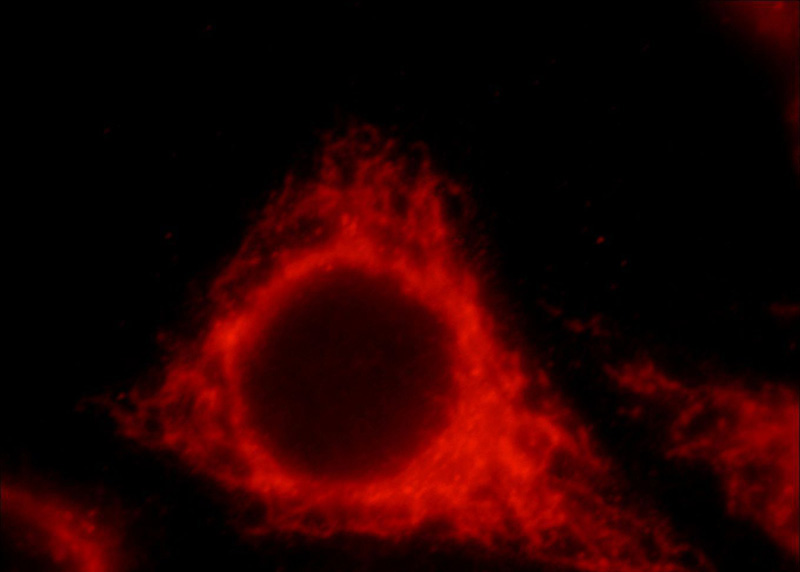 Immunofluorescent analysis of HepG2 cells, using HIGD1A antibody Catalog No:111346 at 1:25 dilution and Rhodamine-labeled goat anti-rabbit IgG (red).