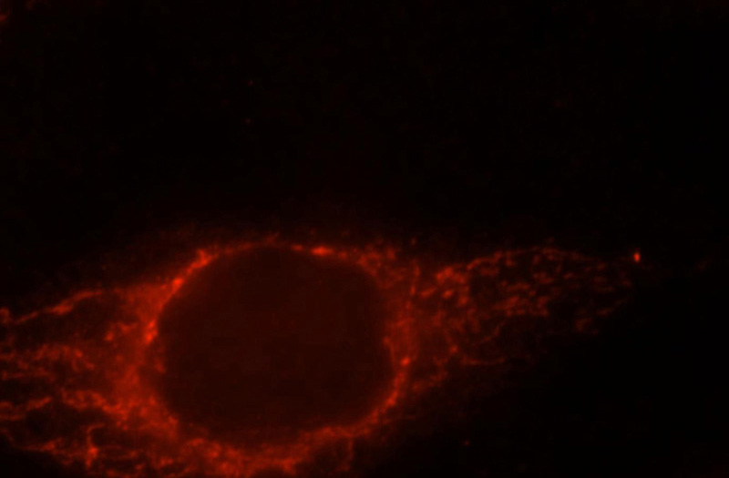 Immunofluorescent analysis of MCF-7 cells, using PPIF antibody Catalog No:114124 at 1:25 dilution and Rhodamine-labeled goat anti-rabbit IgG (red).