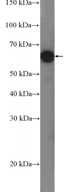NCCIT cell were subjected to SDS PAGE followed by western blot with Catalog No:115951(TESK2 Antibody) at dilution of 1:600