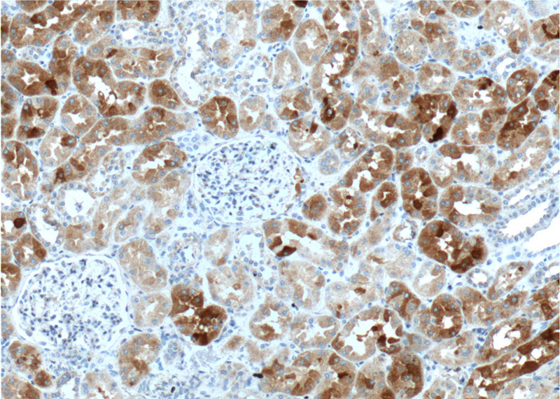 Immunohistochemistry of paraffin-embedded human kidney tissue slide using Catalog No:110967(GHRHR Antibody) at dilution of 1:100 (under 10x lens).