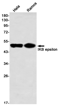 Western blot detection of IKB epsilon in Hela,Ramos using IKB epsilon Rabbit mAb(1:1000 diluted)