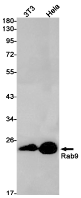 Western blot detection of Rab9 in 3T3,Hela cell lysates using Rab9 Rabbit pAb(1:1000 diluted).Predicted band size:23kDa.Observed band size:23kDa.