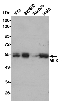 Western blot analysis of MLKL expression in 3T3,SW480,Ramos and Hela cell lysates using MLKL antibody at 1/1000 dilution.Predicted band size:54KDa.Observed band size:54KDa.