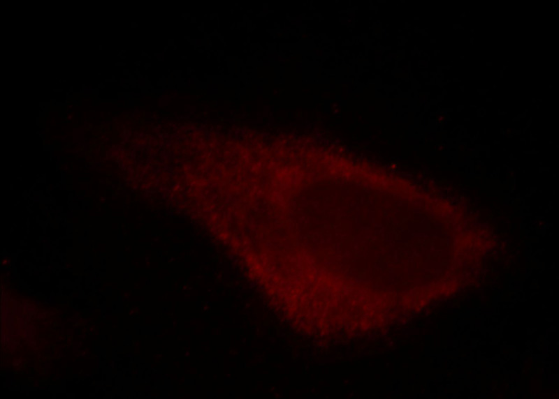 Immunofluorescent analysis of Hela cells, using PA2G4 antibody Catalog No: at 1:50 dilution and Rhodamine-labeled goat anti-mouse IgG (red).