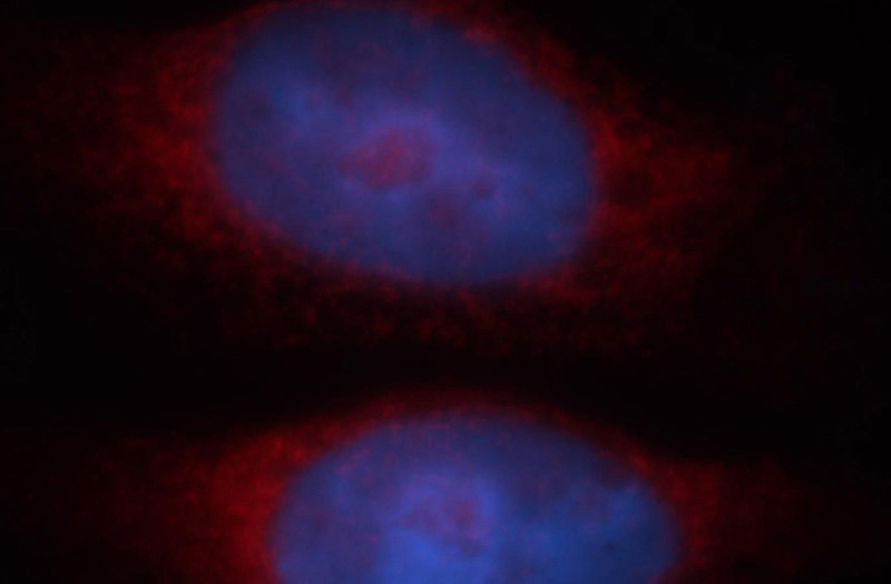 Immunofluorescent analysis of Hela cells, using BAG1 antibody Catalog No:108406 at 1:25 dilution and Rhodamine-labeled goat anti-rabbit IgG (red). Blue pseudocolor = DAPI (fluorescent DNA dye).