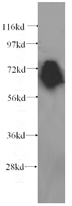 HeLa cells were subjected to SDS PAGE followed by western blot with Catalog No:107361(KEAP1 antibody) at dilution of 1:500