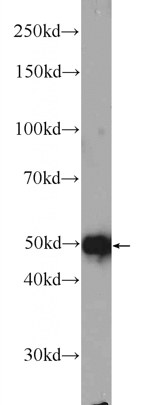 HeLa cells were subjected to SDS PAGE followed by western blot with Catalog No:110716(FOXRED1 Antibody) at dilution of 1:300