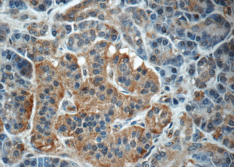Immunohistochemistry of paraffin-embedded human pancreas tissue slide using Catalog No:108151(ARMC7 Antibody) at dilution of 1:50 (under 40x lens)