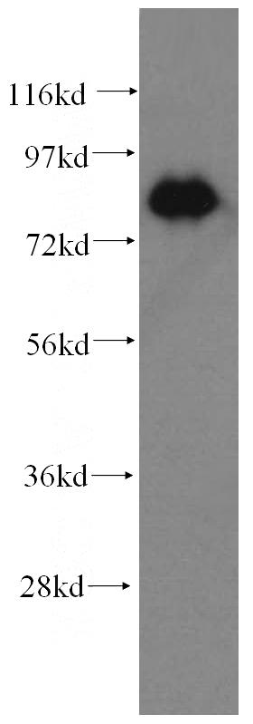 HeLa cells were subjected to SDS PAGE followed by western blot with Catalog No:115486(SNX9 antibody) at dilution of 1:500