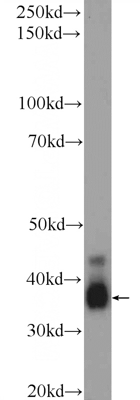 rat testis tissue were subjected to SDS PAGE followed by western blot with Catalog No:109554(CREM Antibody) at dilution of 1:300