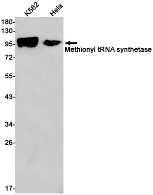 Western blot detection of Methionyl tRNA synthetase in K562,Hela cell lysates using Methionyl tRNA synthetase Rabbit pAb(1:1000 diluted).Predicted band size:101kDa.Observed band size:101kDa.